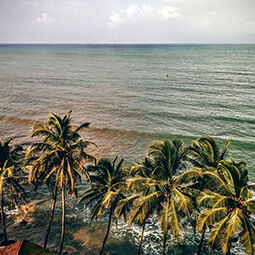 seal palm trees beach sky real UGC travel content photography island